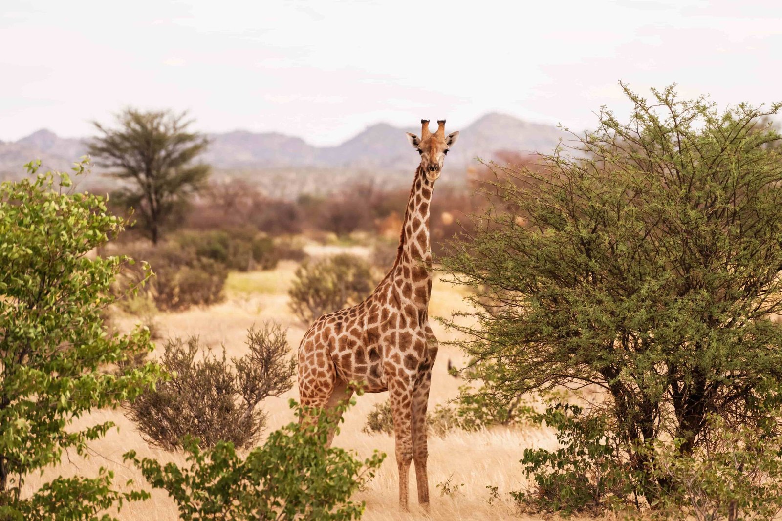 Breathtaking Wildlife