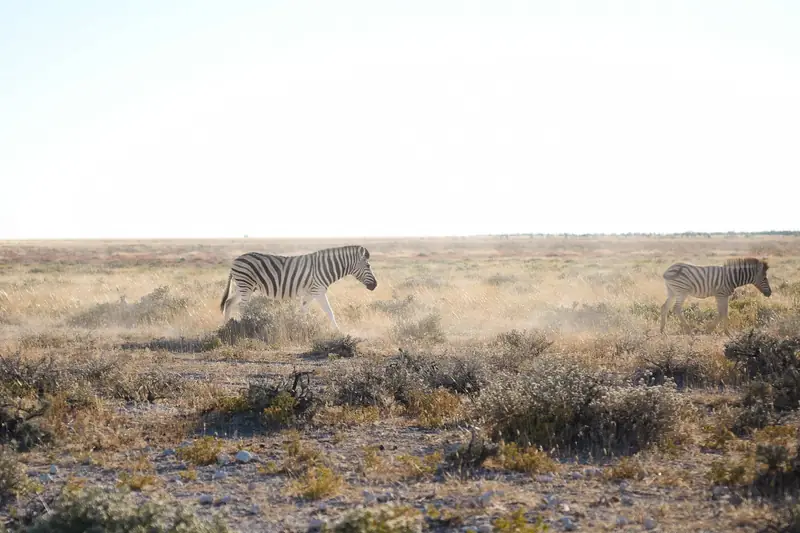 Zebras in der weiten, trockenen Landschaft des Etosha-Nationalparks