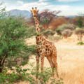Breathtaking Wildlife