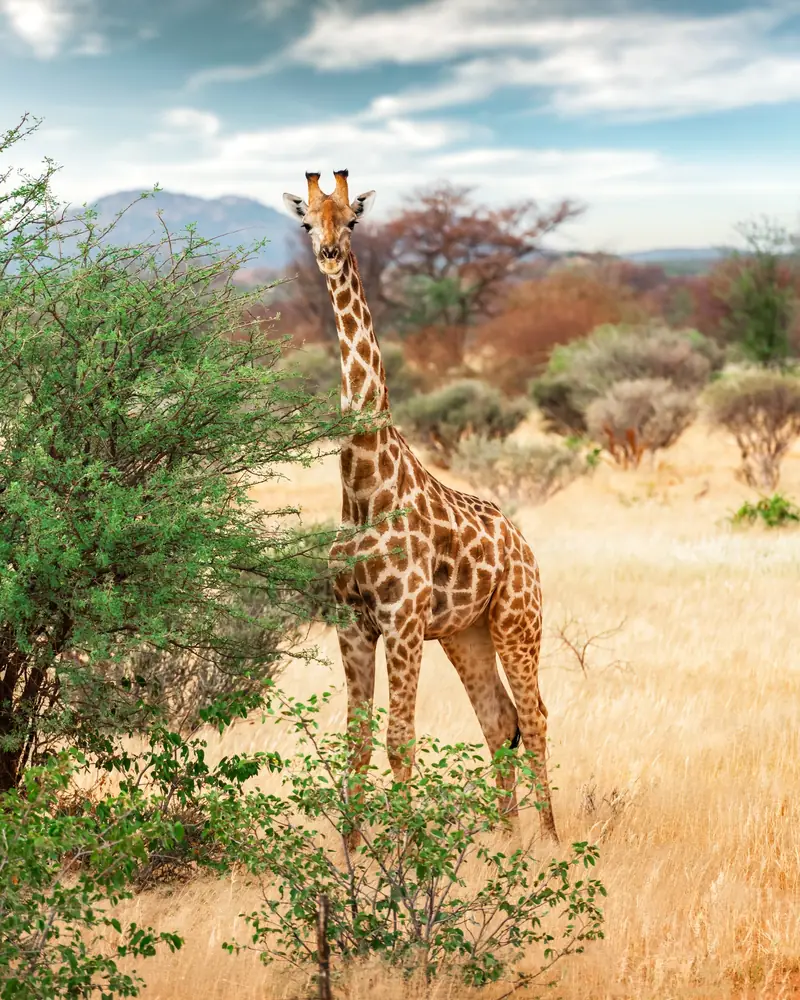 Breathtaking Wildlife – Namibia
