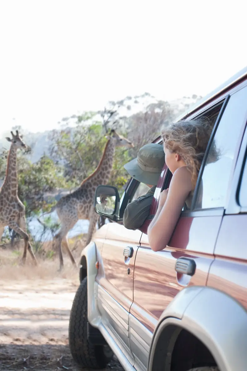 Reisende beobachten Giraffen aus dem Safarifahrzeug
