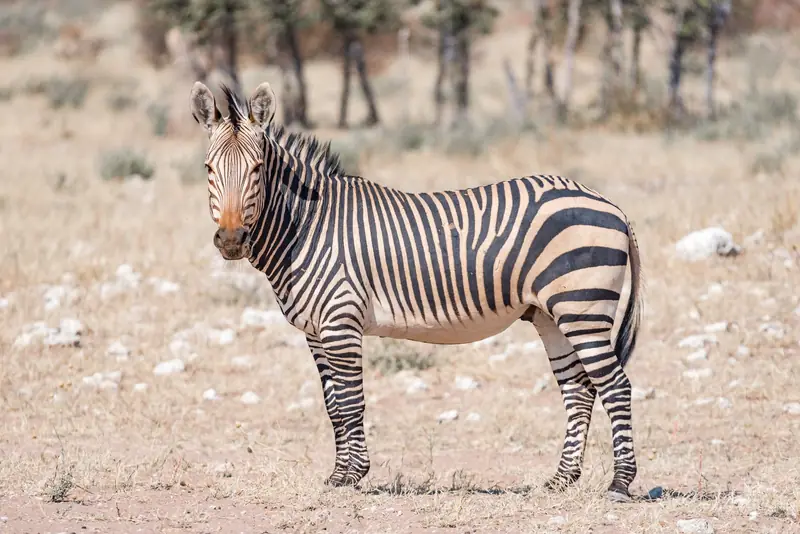 Ein Zebra in Namibia in Nahaufnahme