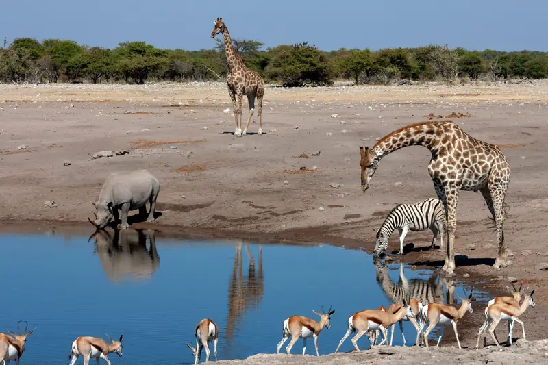 Giraffen, Zebras und Springböcke an einem Wasserloch im Etosha-Nationalpark