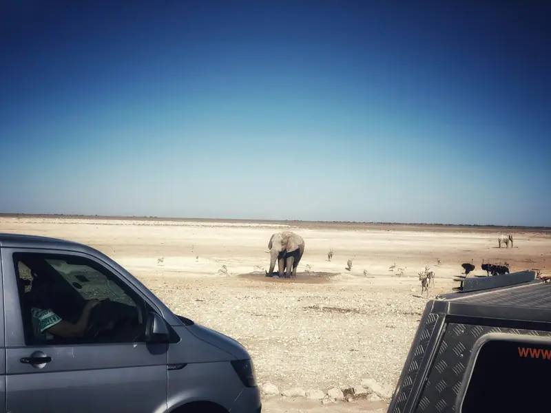 Ein Elefant im Etosha-Nationalpark, beobachtet aus Safarifahrzeugen