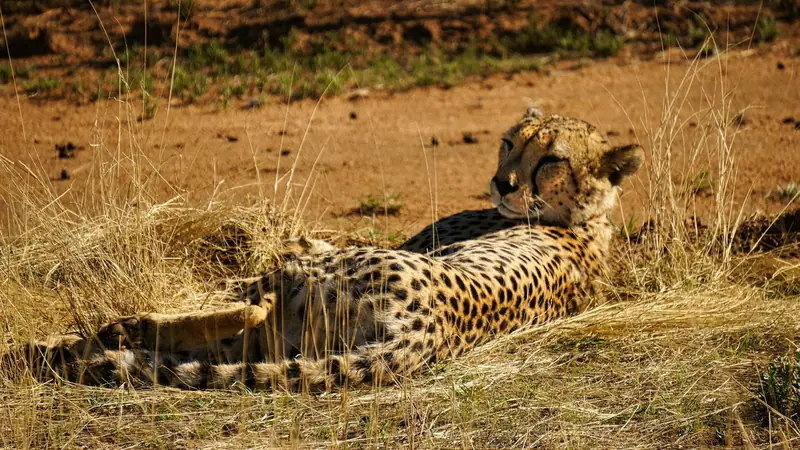 Ein Gepard ruht im trockenen Gras