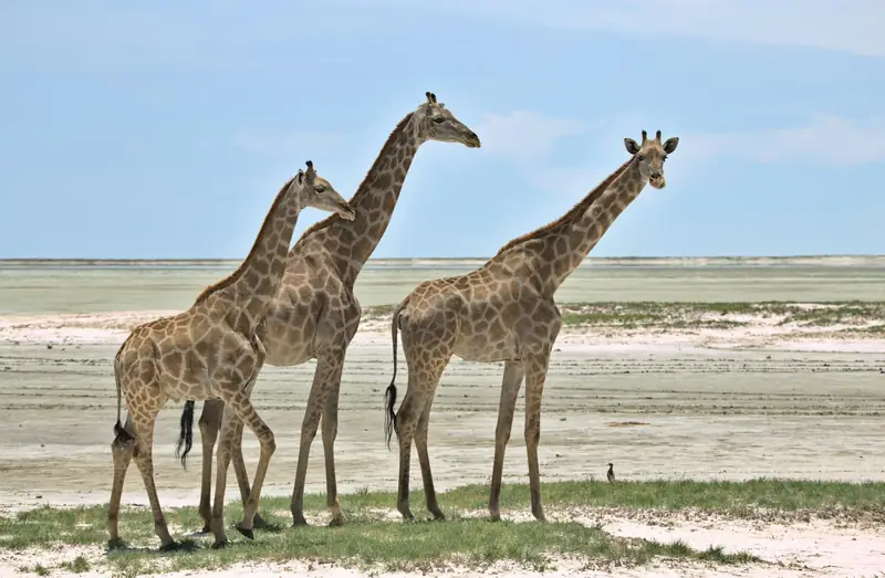 Drei Giraffen im Etosha-Nationalpark