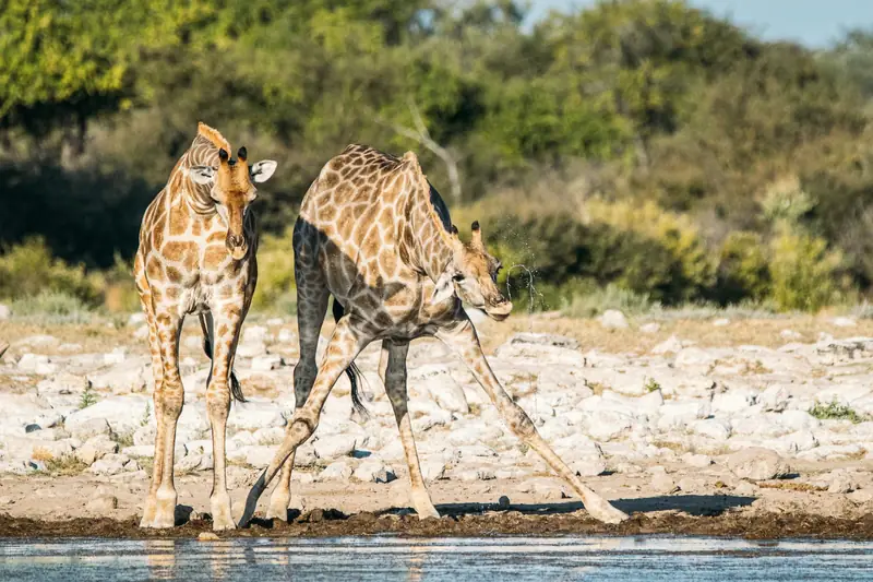 Zwei Giraffen trinken mit gespreizten Beinen an einem Wasserloch