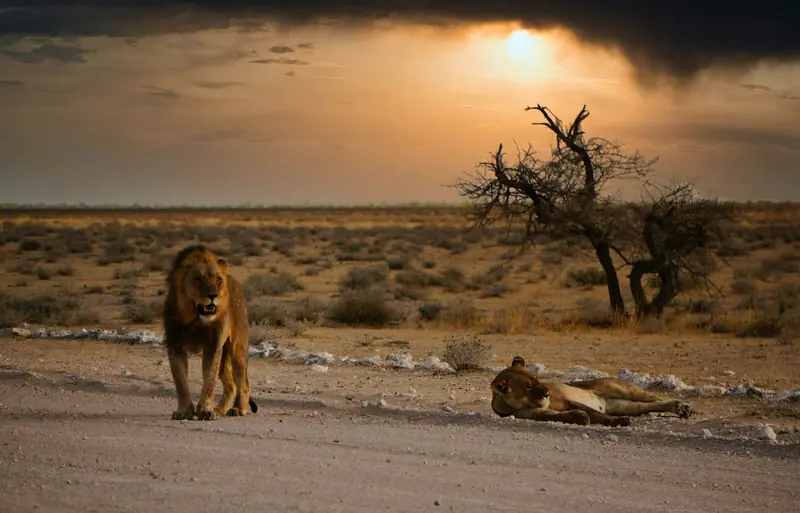 Ein Löwe im Etosha-Nationalpark