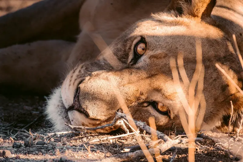 Eine Löwin im Erindi-Wildreservat in Namibia