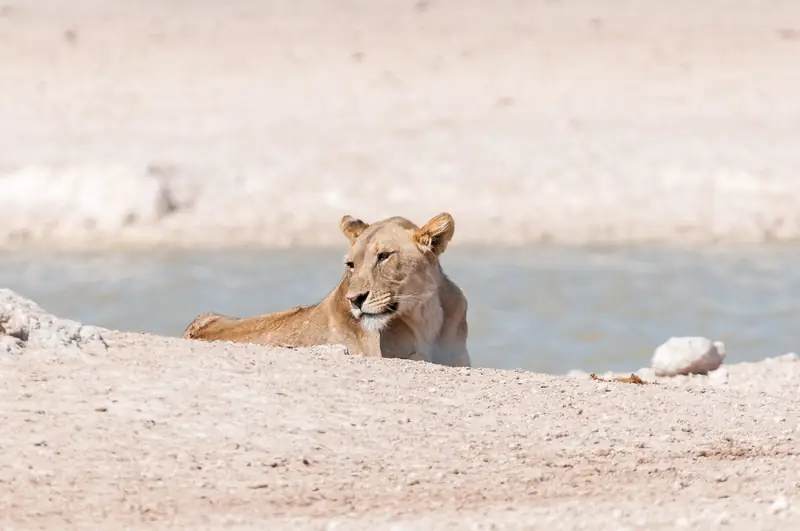 Löwin an einem Wasserloch im Norden Namibias während der Trockenzeit