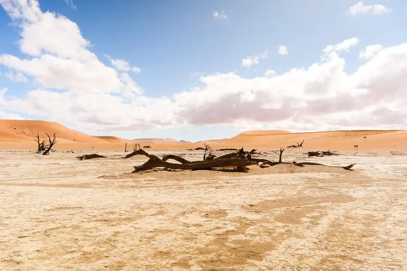 Abgestorbene Bäume auf der hellen Salz-Ton-Pfanne im Deadvlei
