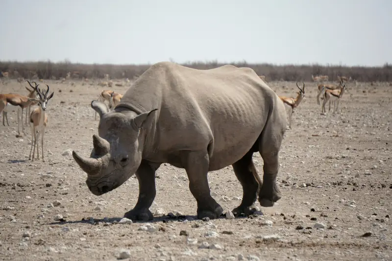 Ein Spitzmaulnashorn in trockener, felsiger Landschaft, im Hintergrund Springböcke