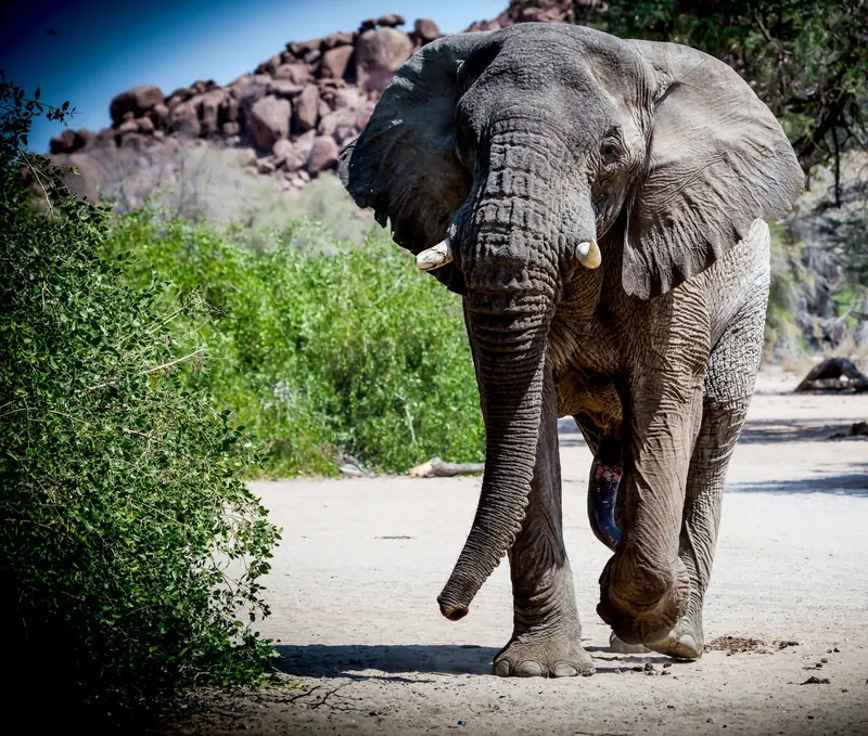 Ein Wüstenelefant im Nordwesten Namibias